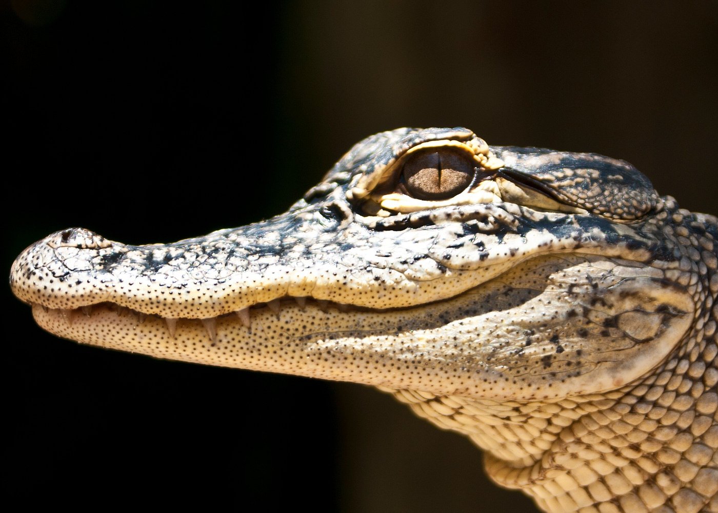 Wild alligator in the Everglades