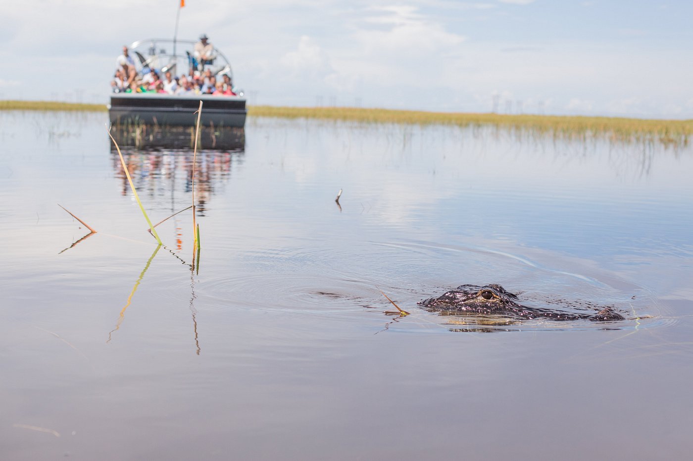 Everglades preview 10