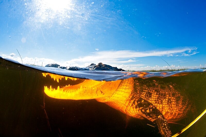 Everglades preview 11
