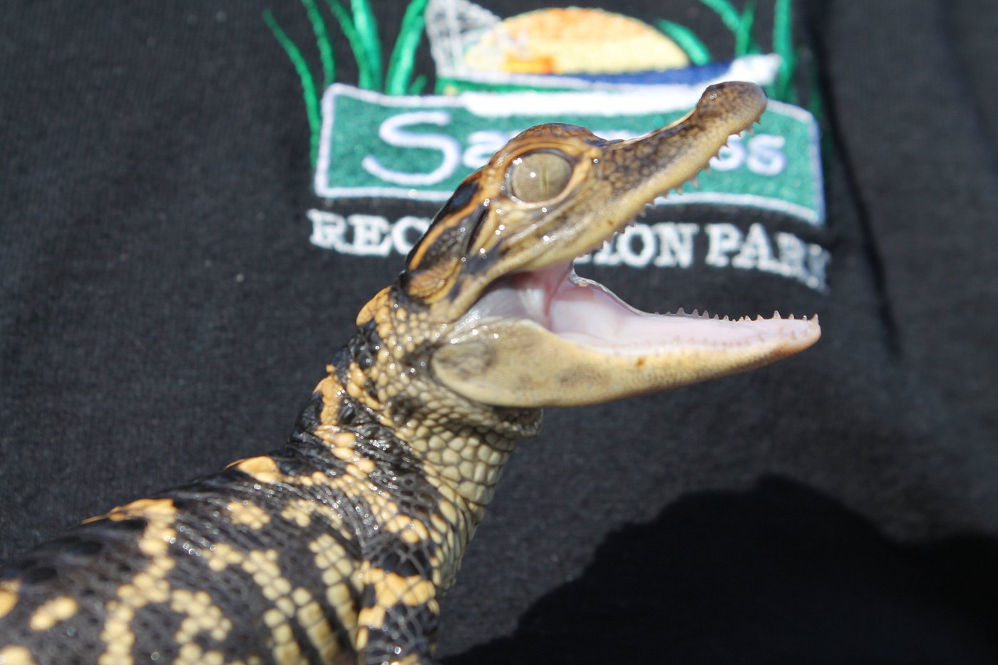 Everglades preview 2