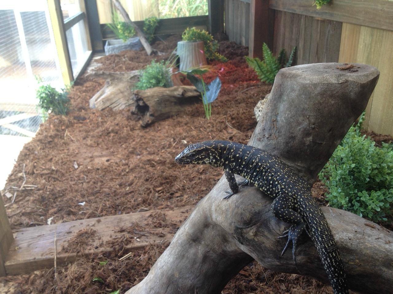 Hold a baby alligator
