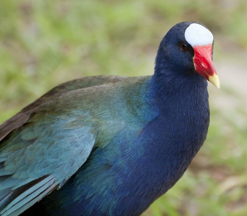 Everglades birds and wildlife
