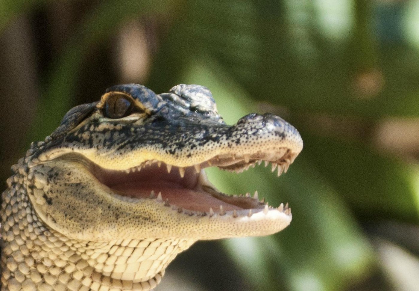 Everglades preview 6